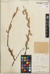 Foto von Salix iliensis Regel